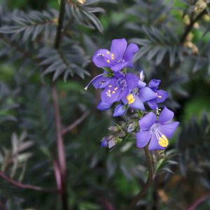 Polemonium yezoense Purple Rain Strain