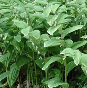 Polygonatum odoratum Variegatum