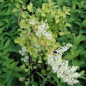 Polygonum aubertii Lemon Lace