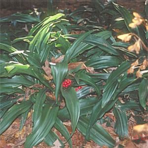 Rohdea japonica 