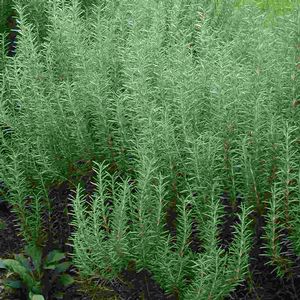 Rosmarinus officinalis Arp