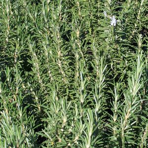 Rosmarinus officinalis Hill Hardy