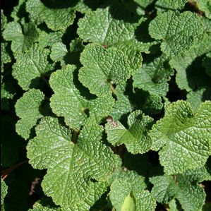 Rubus calycinoides 