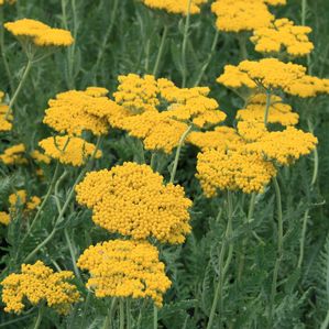 Achillea filipendulina Coronation Gold