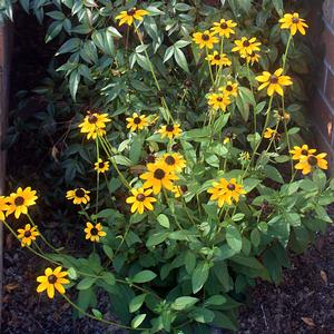 Rudbeckia fulgida var. fulgida 