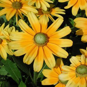 Rudbeckia hirta Prairie Sun