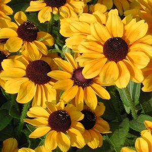 Rudbeckia hirta Toto