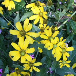 Rudbeckia laciniata 