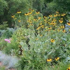 Rudbeckia maxima 