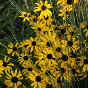 Rudbeckia missouriensis 