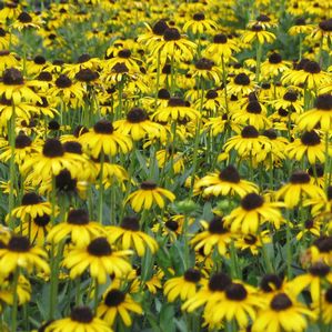 Rudbeckia fulgida var. speciosa Viette's Little Suzy