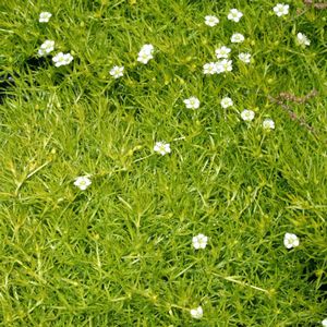 Sagina subulata Aurea