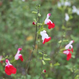 Salvia greggii (microphylla) Hot Lips