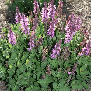 Salvia nemorosa Sensation™ Deep Rose