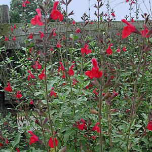 Salvia greggii Maraschino