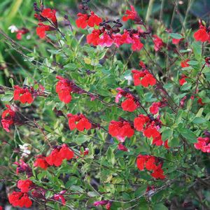 Salvia greggii Flame
