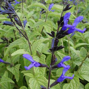 Salvia guarantica Black and Blue