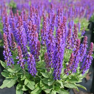 Salvia nemorosa Marcus