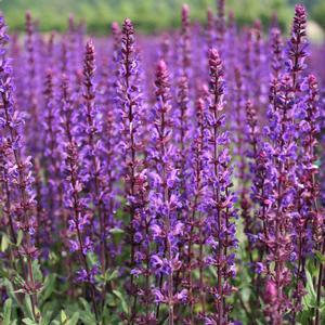 Salvia sylvestris May Night