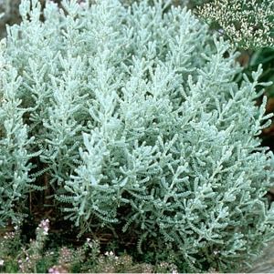 Santolina incana (chamaecyparissus) Nana