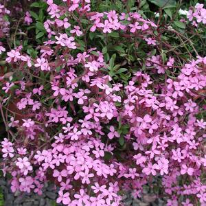 Saponaria ocymoides 
