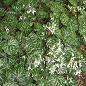 Saxifraga stolonifera 