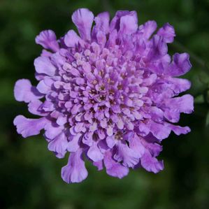 Scabiosa columbaria Vivid Violet