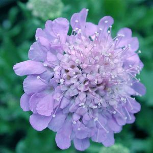 Scabiosa columbaria Butterfly Blue