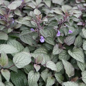 Scutellaria ovata 