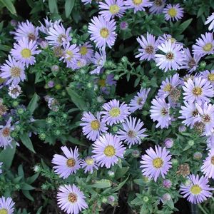 Aster (Symphyotrichum) dumosum Wood's Blue