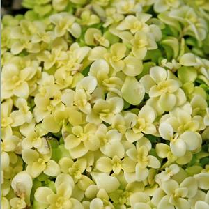 Sedum makinoi Ogon