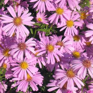 Aster (Symphyotrichum) dumosum Wood's Pink