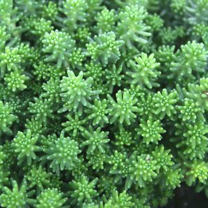 Sedum acre 