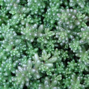 Sedum album Murale
