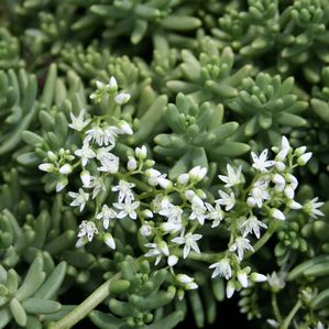 Sedum album fr. France