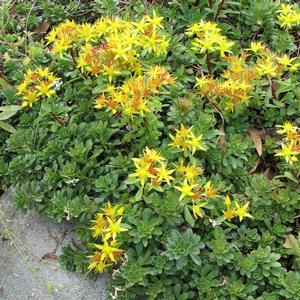Sedum floriferum Weihenstephaner Gold