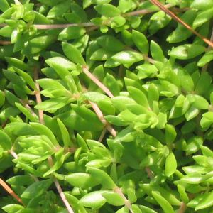Sedum lineare Golden Teardrop