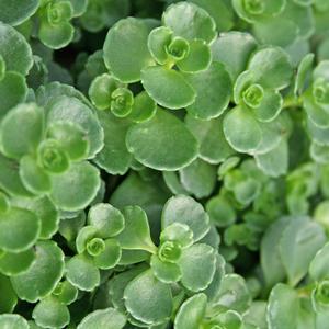Sedum spurium John Creech
