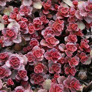 Sedum spurium Voodoo