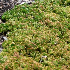 Sedum tetractinum 