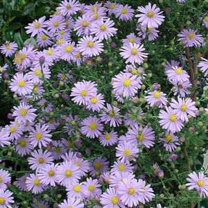 Aster (Symphyotrichum) laevis Bluebird