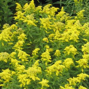 Solidago Little Lemon