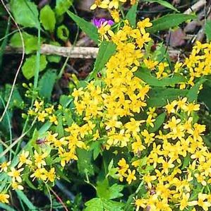 Solidago caesia 