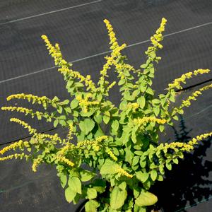 Solidago sphacelata Golden Fleece
