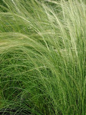 Stipa tenuissima Ponytails