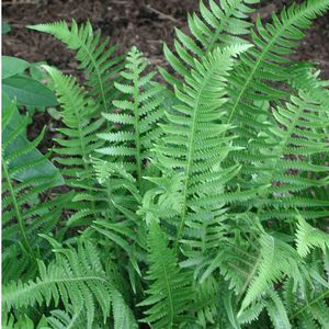 Thelypteris decursive-pinnata 