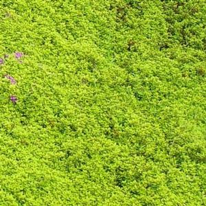 Thymus Archer's Gold
