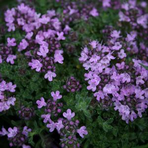 Thymus Bressingham