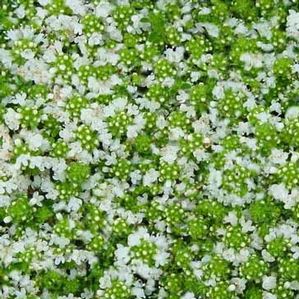 Thymus serpyllum Albiflorus
