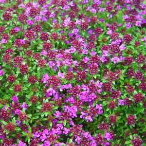 Thymus Coccineus